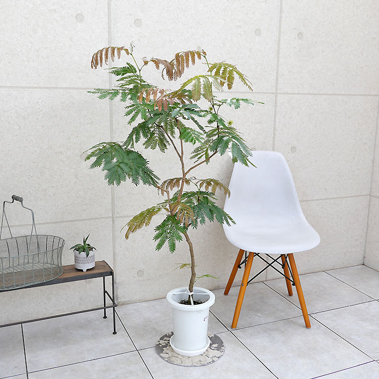 ネムノキ・エバーフレッシュ-046　7号鉢