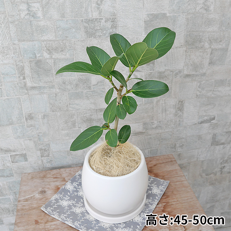 【現物発送】2026運気上昇☆フィカス・ベンガレンシス/陶器鉢 フィカス・ベンガレンシス 陶器鉢カバー付き（マットシリーズ/ムーン