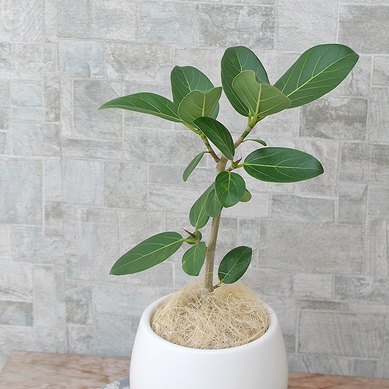 フィカス・ベンガレンシス　葉の写真