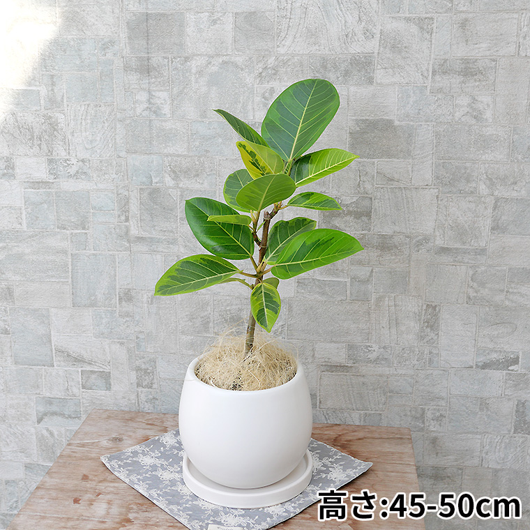 フィカス・アルテシーマ　陶器鉢カバー付き（マットシリーズ/ムーン）