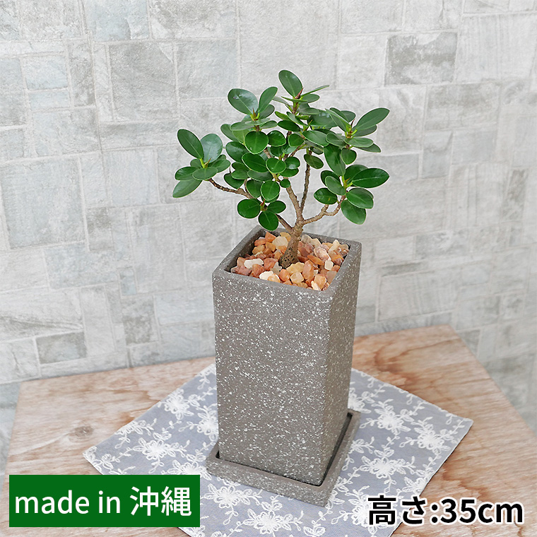 パンダガジュマル（盆栽仕立て）　陶器鉢植え