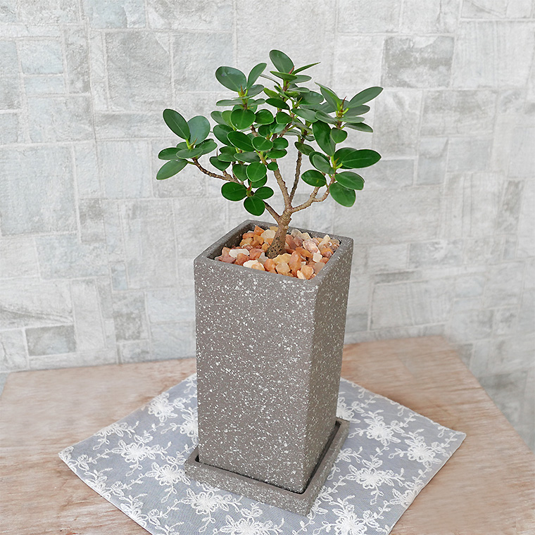 パンダガジュマル（盆栽仕立て）　陶器鉢植え