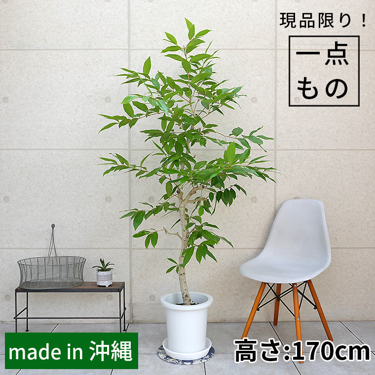 アマゾンオリーブ-020　9号鉢