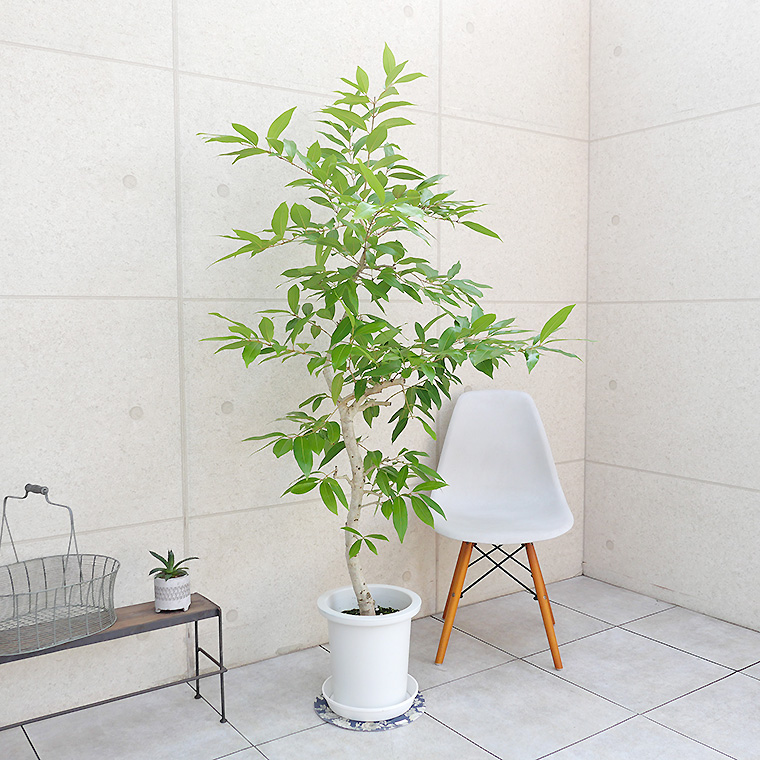 アマゾンオリーブ-020　9号鉢