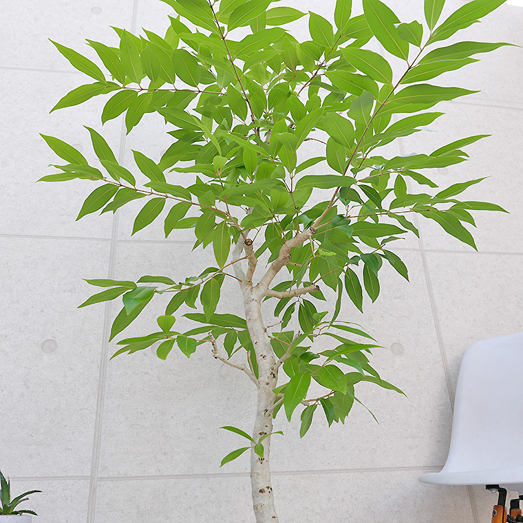 アマゾンオリーブ-020　9号鉢