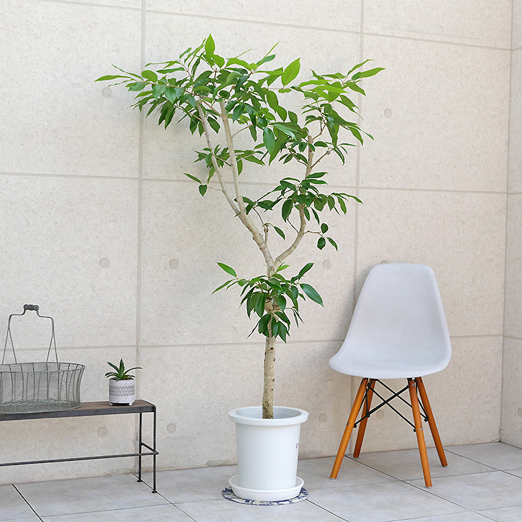 アマゾンオリーブ-022　9号鉢