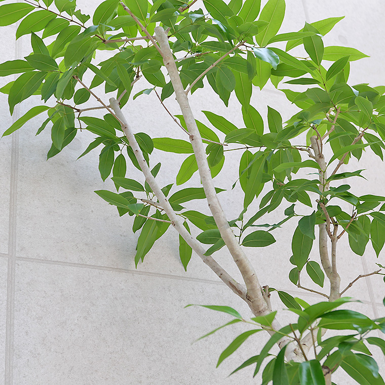 アマゾンオリーブ-022　9号鉢