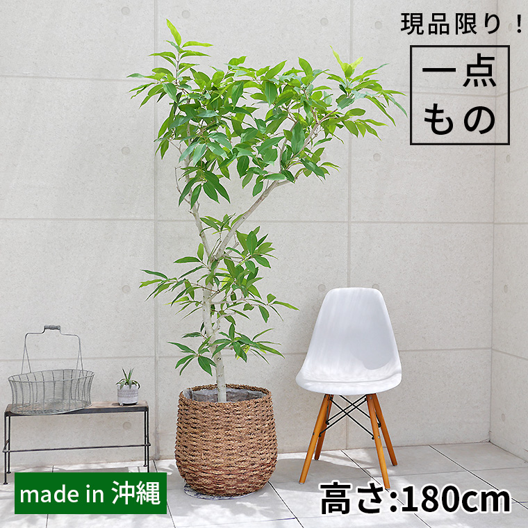 アマゾンオリーブ-019　9号鉢 