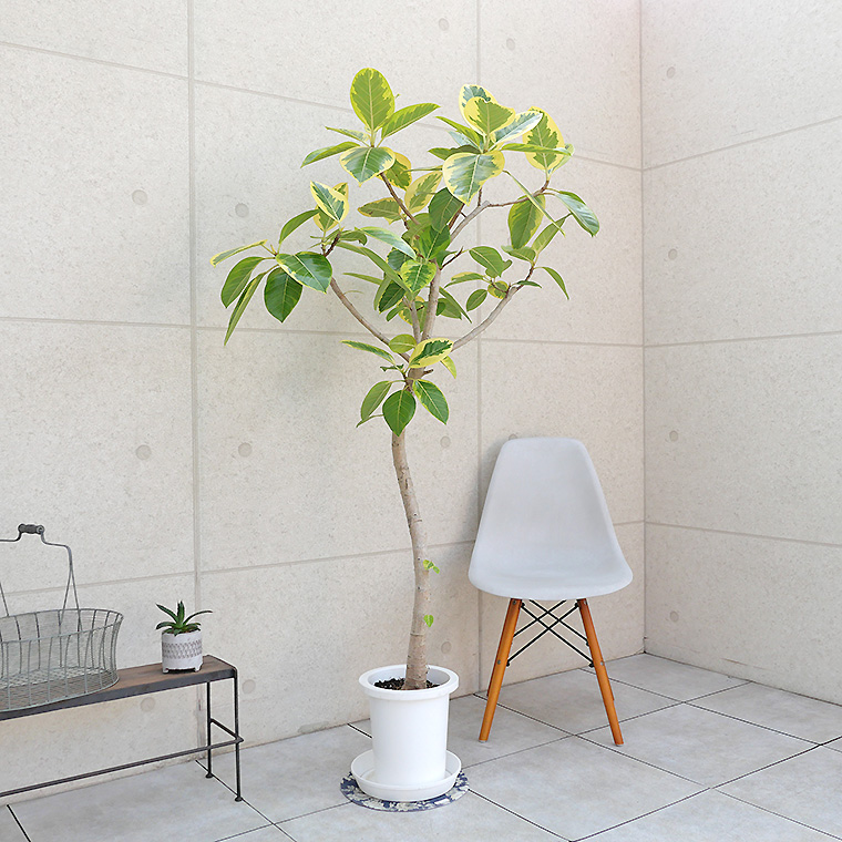 フィカス・アルテシーマ-050 8号鉢 観葉植物と植木鉢の専門店cocolate