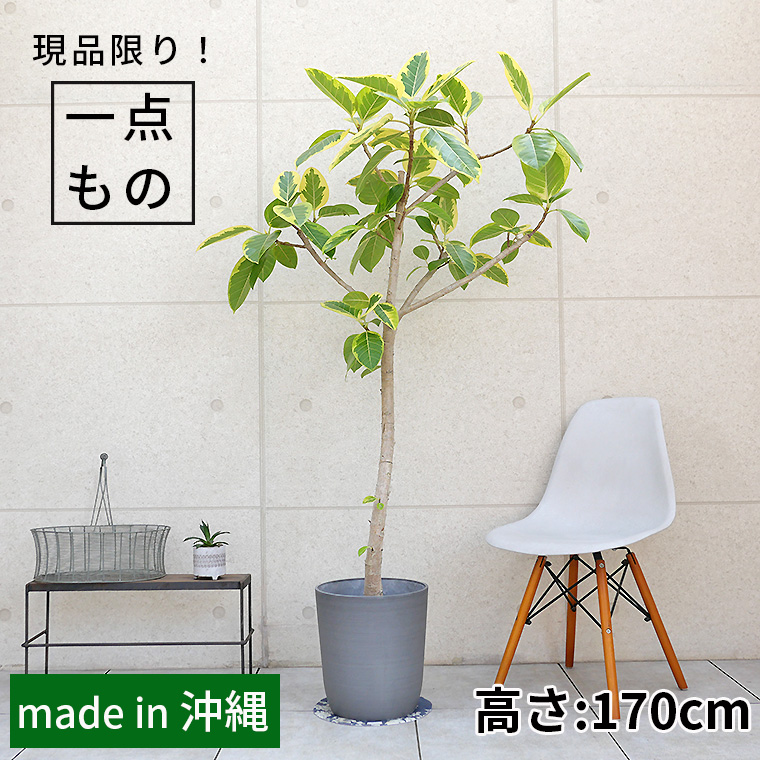 フィカス・アルテシーマ-050　8号鉢