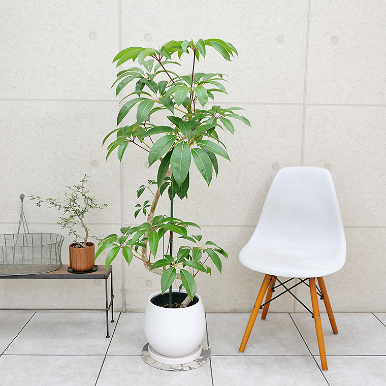 ツピダンサス-030　陶器鉢カバー付き（マットシリーズ/ムーン）