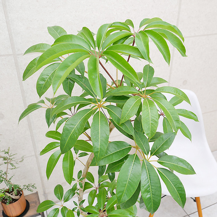 ツピダンサス-030 陶器鉢カバー付き（マットシリーズ/ムーン） 観葉