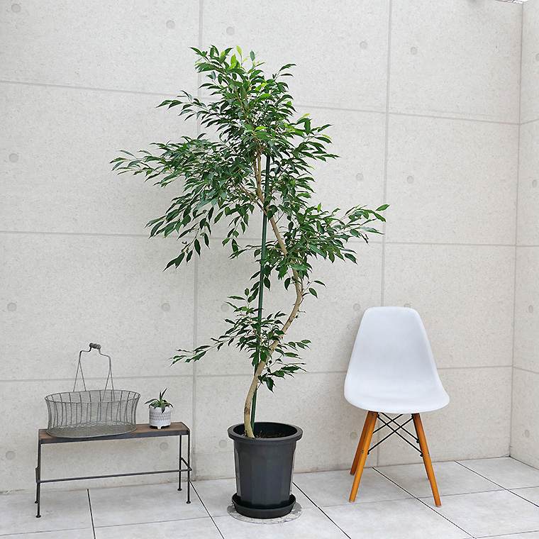 ベンジャミン・ヌダ-003　10号鉢