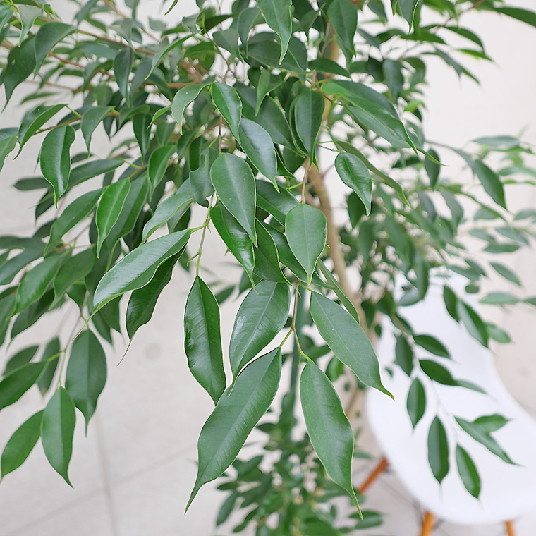 ベンジャミン・ヌダ-003　10号鉢