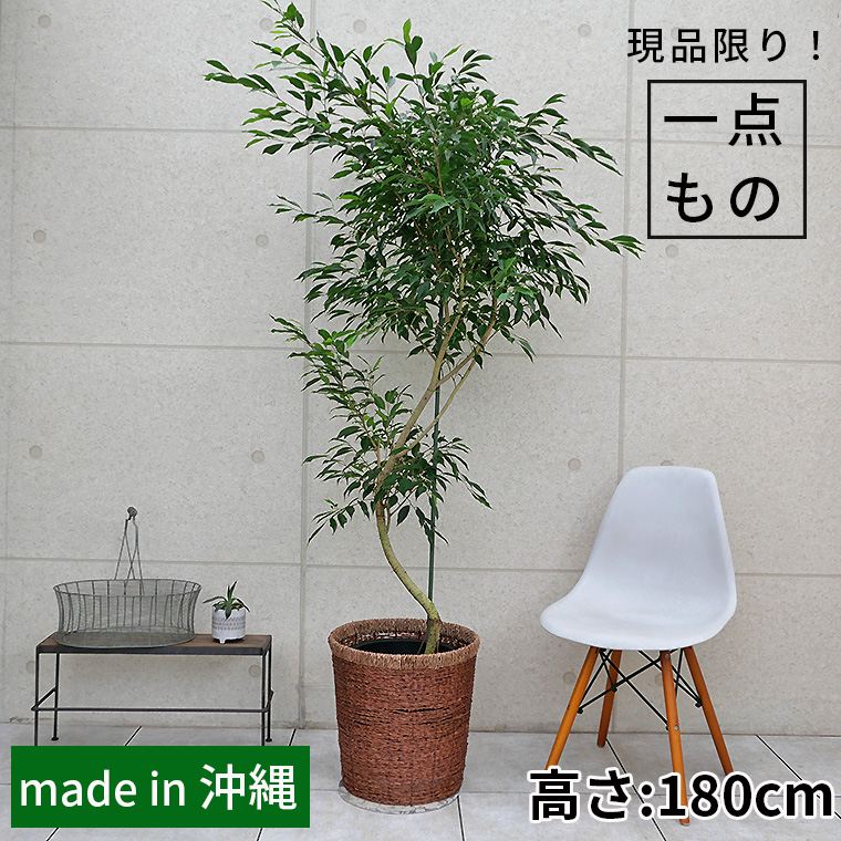 ベンジャミン・ヌダ-004　10号鉢