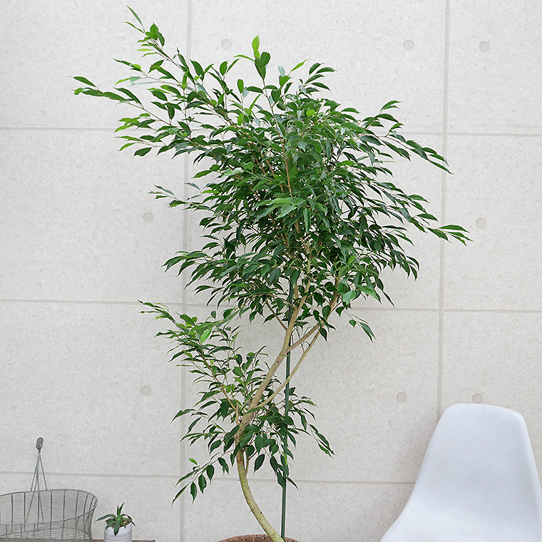 ベンジャミン・ヌダ-004　10号鉢