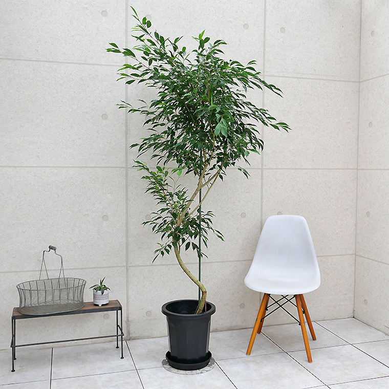 ベンジャミン・ヌダ-004　10号鉢