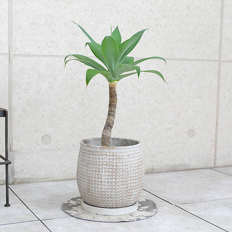 アガベ・アテナータ-011　陶器鉢カバー付き（マリア/サークル）