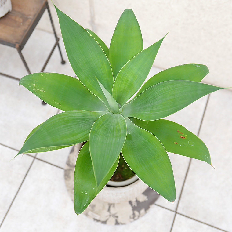 アガベ・アテナータ-011　陶器鉢カバー付き（マリア/サークル）