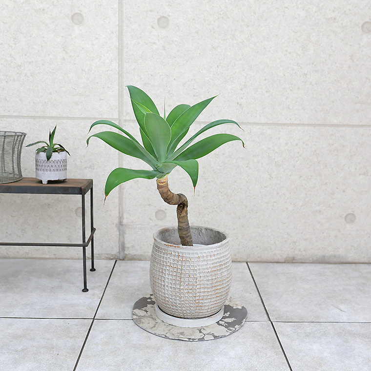 アガベ・アテナータ-012　陶器鉢カバー付き（マリア/サークル）