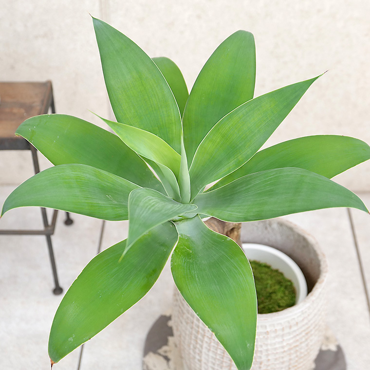 アガベ・アテナータ-012　陶器鉢カバー付き（マリア/サークル）