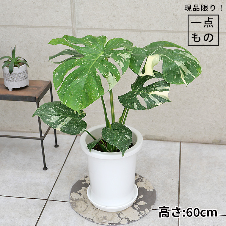 希少種】モンステラ・タイコンステレーション-001 7号鉢 観葉植物と