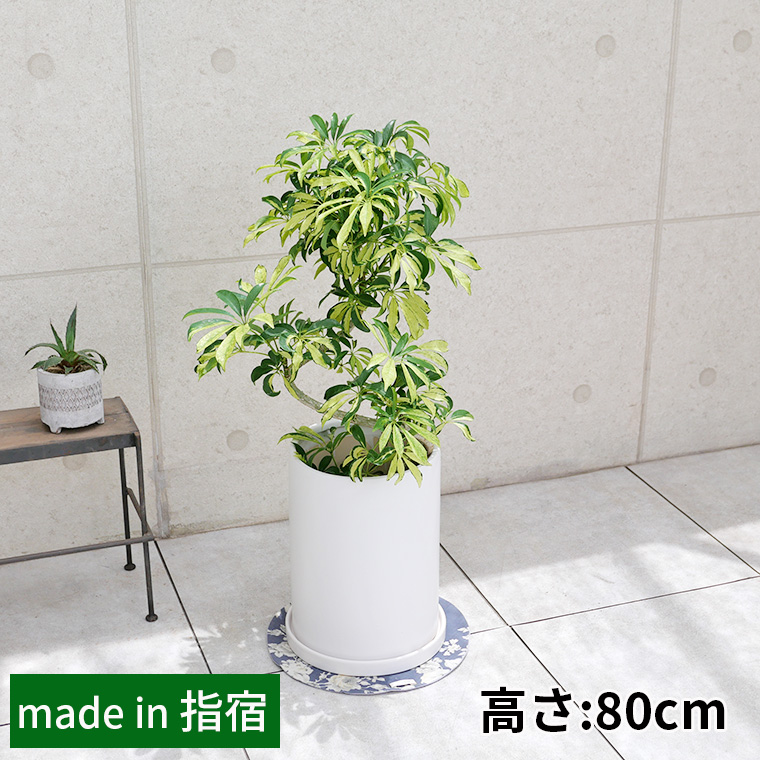 シェフレラ・アッシュフォリア　陶器鉢カバー付き・Lサイズ（マットシリーズ/ロングシリンダー）