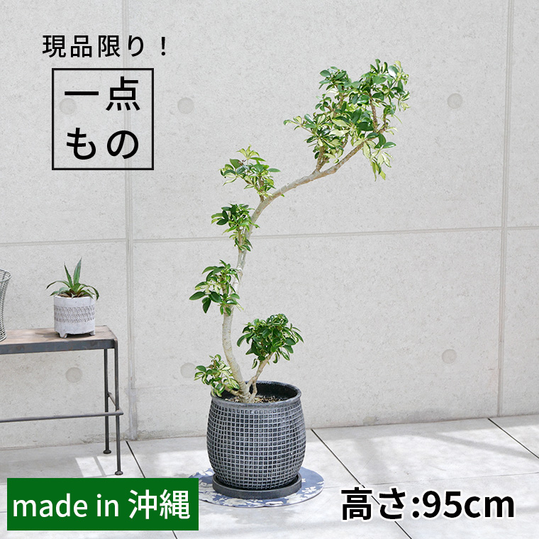 シェフレラ・グランディ-001　陶器鉢植え（マリア/サークル）