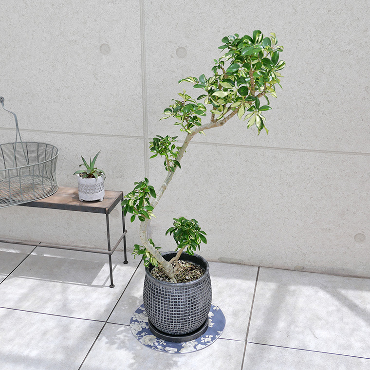 シェフレラ・グランディ-001　陶器鉢植え（マリア/サークル）