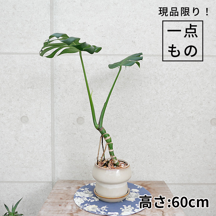 モンステラ・デリシオーサ　幹上がり-019　陶器鉢植え（マッシュ・M）