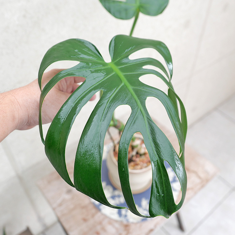 モンステラ・デリシオーサ 幹上がり-019 陶器鉢植え(マッシュ・M)