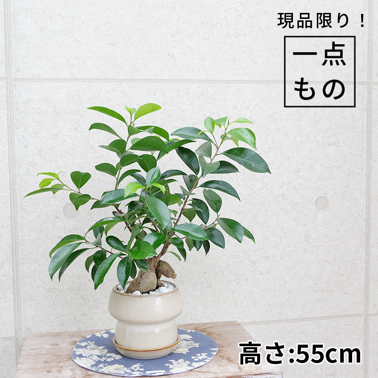 ちょっと大きめの人参ガジュマル-011　陶器鉢植え（マッシュ・M）