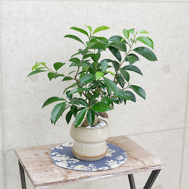 ちょっと大きめの人参ガジュマル-011　陶器鉢植え（マッシュ・M）