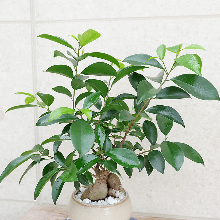 ちょっと大きめの人参ガジュマル-011 陶器鉢植え(マッシュ・M)