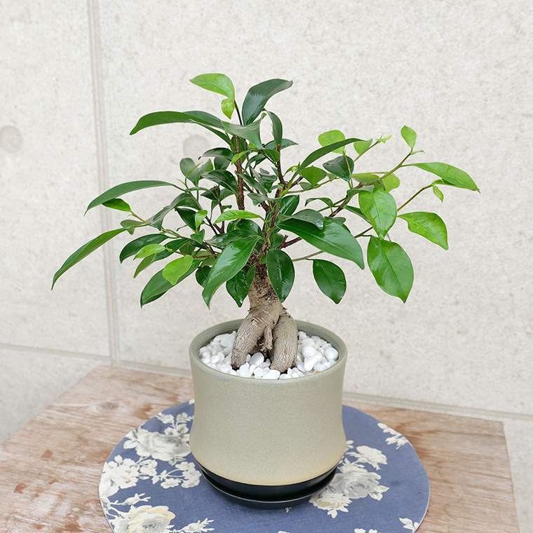 ちょっと大きめの人参ガジュマル-012　陶器鉢植え（スポール・M）