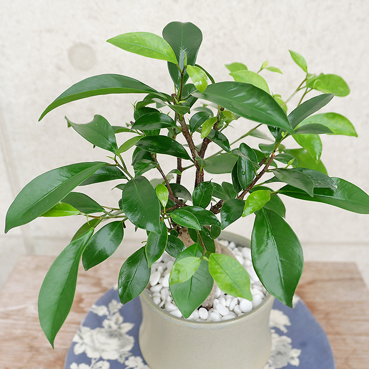 ちょっと大きめの人参ガジュマル-012 陶器鉢植え(スポール・M)