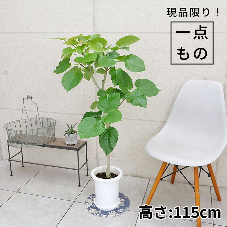 フィカス・ウンベラータ-143 7号鉢