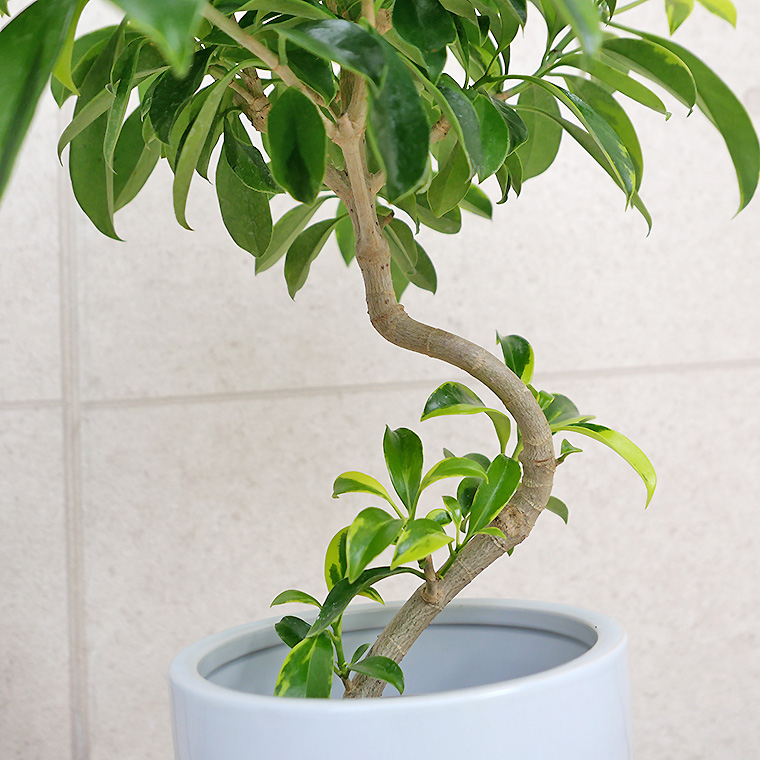 ファグラエア・ベルテロアナ バリエガータ 陶器鉢植え・M(ラウンド)