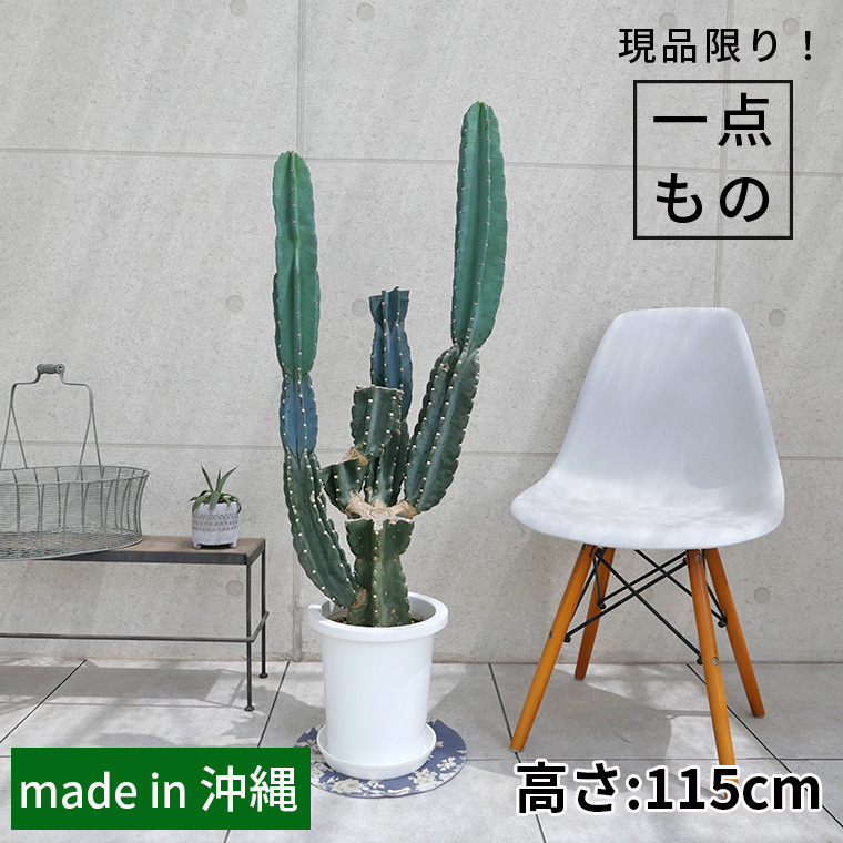 ハシラサボテン・キメンカク（鬼面角）-004　8号鉢