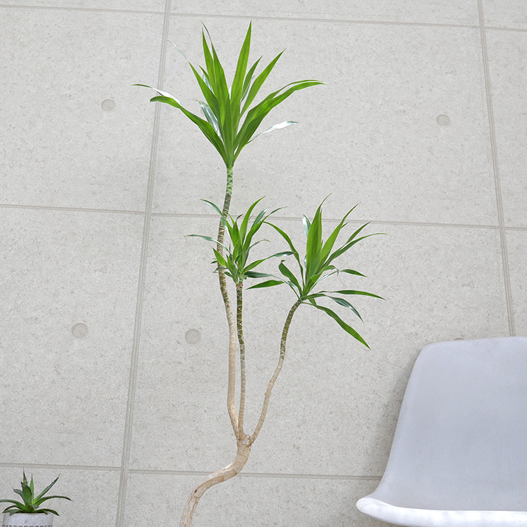 ドラセナ・ナビー-012　陶器鉢植え・Lサイズ（マットシリーズ/ムーン）