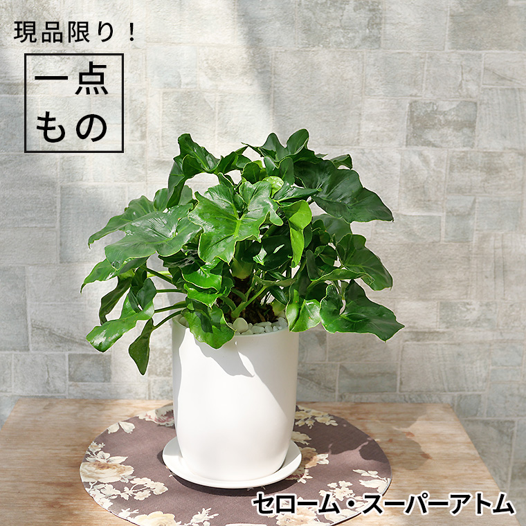 セローム・スーパーアトム-001 陶器鉢植え(マットシリーズ/トールエッグ)