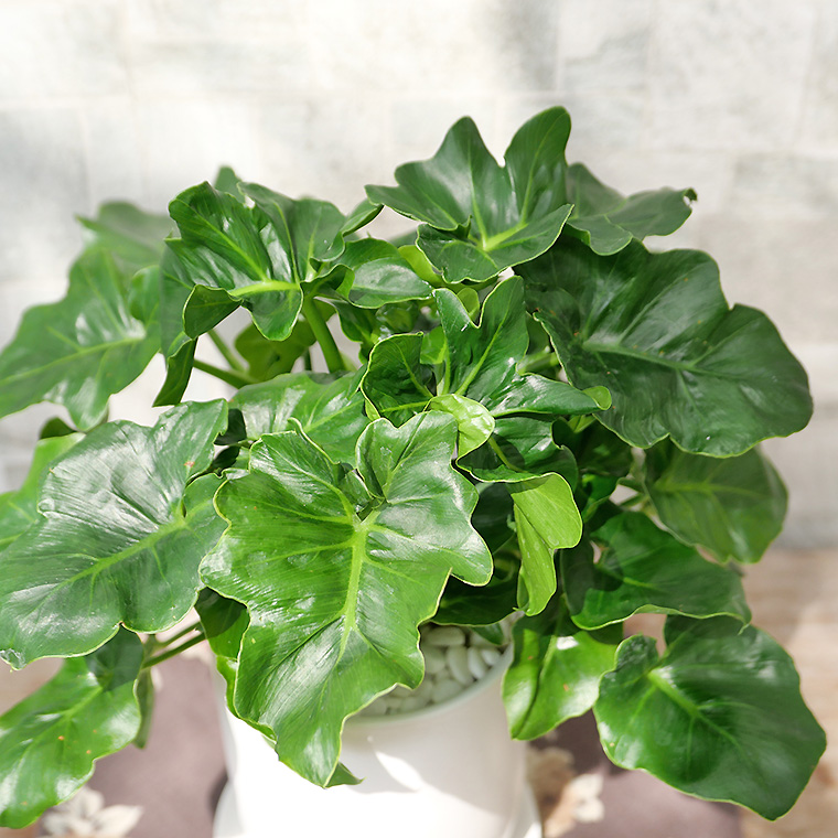 セローム・スーパーアトム-001 陶器鉢植え(マットシリーズ/トールエッグ)