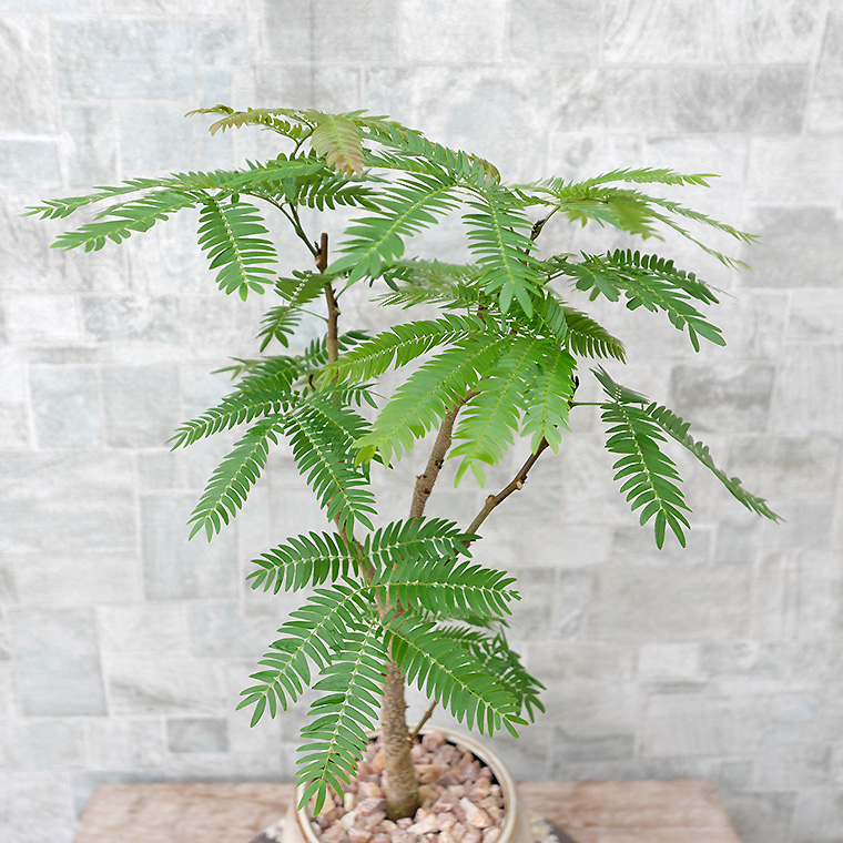 ネムノキ・エバーフレッシュ-048 陶器鉢植え(マッシュ・M)