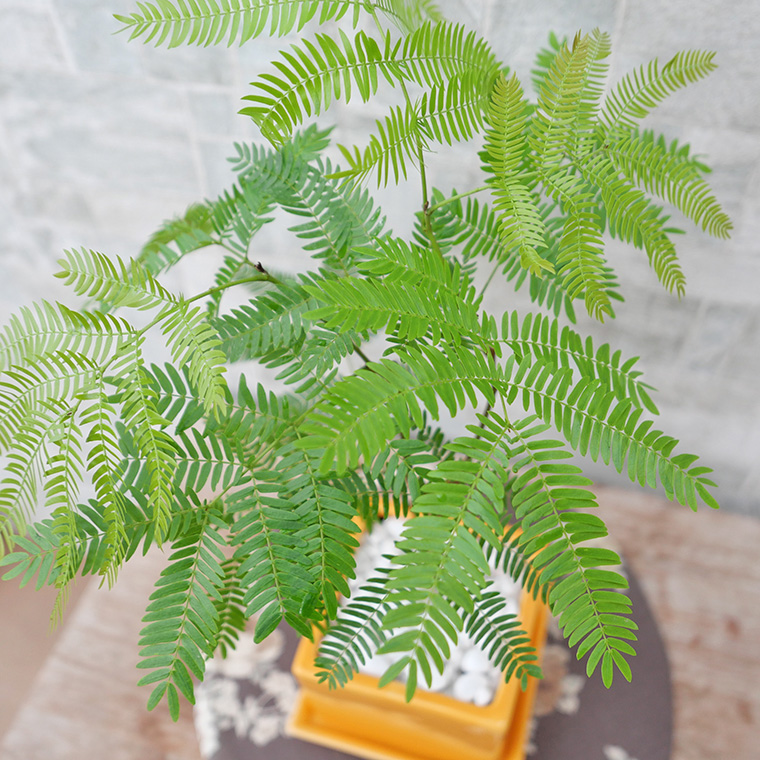 ネムノキ・エバーフレッシュ-049 陶器鉢植え