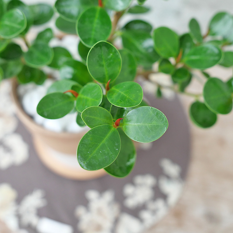 パンダガジュマル 陶器鉢植え
