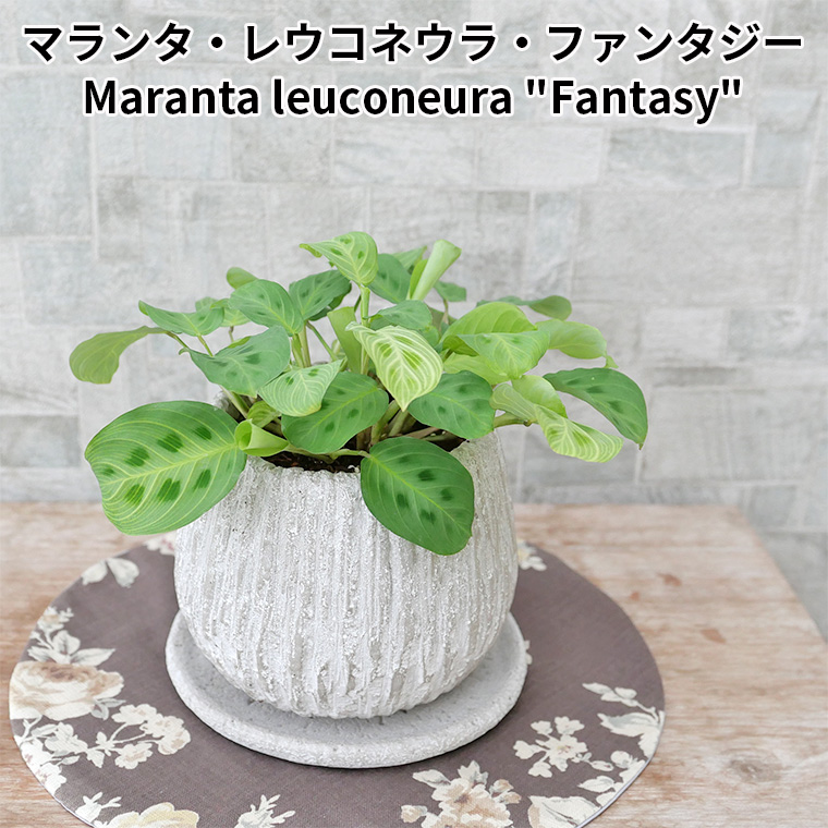 マランタ・レウコネウラ・ファンタジー　陶器鉢植え（セメント）
