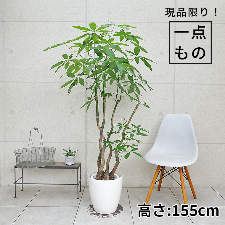 パキラ-024 8号鉢