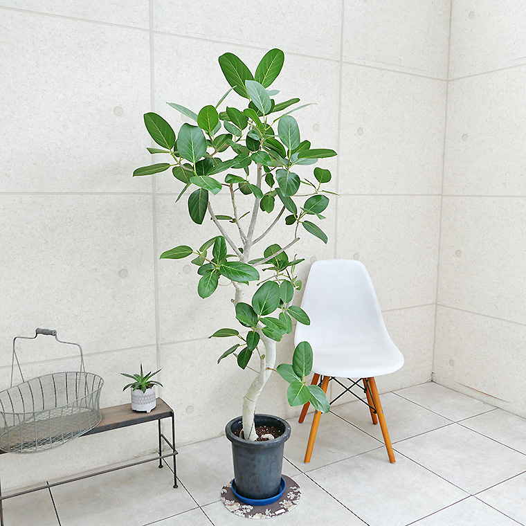 フィカス・ベンガレンシス-135 8号鉢 観葉植物と植木鉢の専門店
