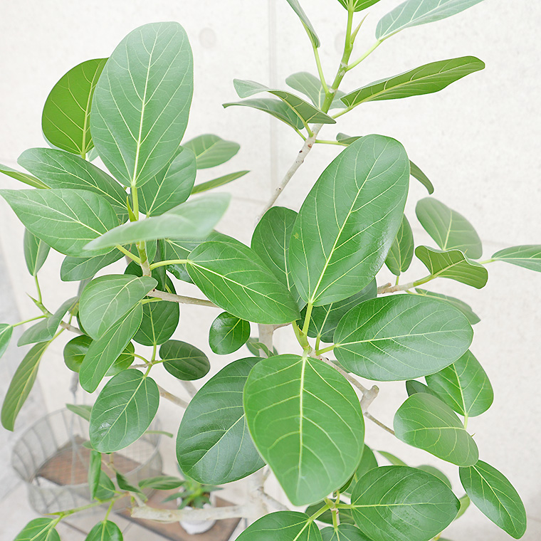 フィカス・ベンガレンシス-135 8号鉢 観葉植物と植木鉢の専門店