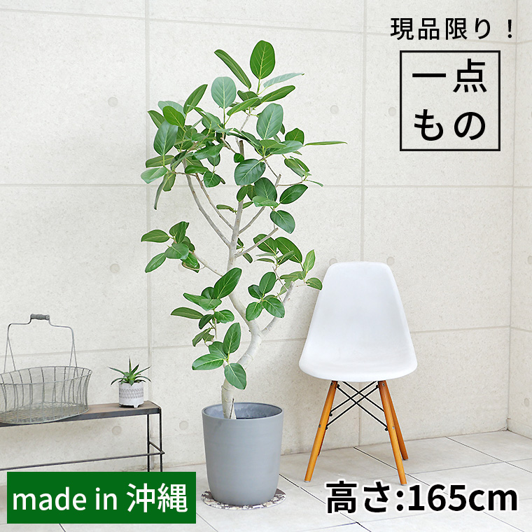 フィカス・ベンガレンシス-135 8号鉢 観葉植物と植木鉢の専門店